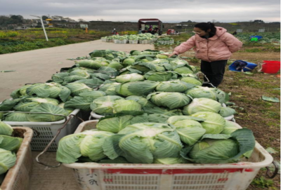 食用農產品零售市場新觀察 品質、渠道與消費趨勢的嬗變