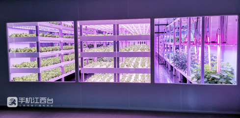 江西力源農業 創新模式，將農場“建在”超市，家門口的新鮮體驗